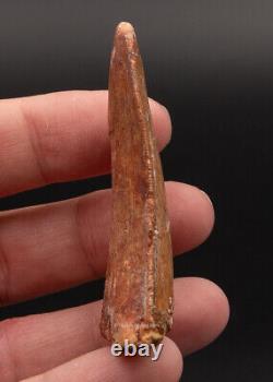 Quality Carcharodontosaurus Tooth not T. Rex. Theropod Dinosaur 2.21 2450