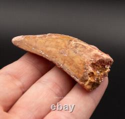 Quality Carcharodontosaurus Tooth not T. Rex. Theropod Dinosaur 2.21 2450