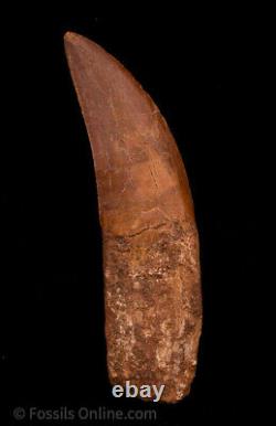 Quality Carcharodontosaurus Tooth not T. Rex. Theropod Dinosaur 4.33