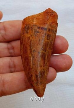 Quality Huge Carcharodontosaurus dinosaur fossil tooth African T-Rex kem kem