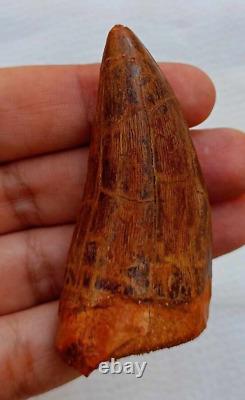 Quality Huge Carcharodontosaurus dinosaur fossil tooth African T-Rex kem kem