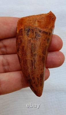 Quality Huge Carcharodontosaurus dinosaur fossil tooth African T-Rex kem kem