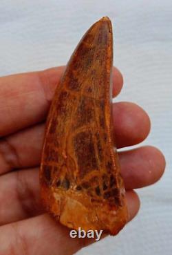 Quality Huge Carcharodontosaurus dinosaur fossil tooth African T-Rex kem kem