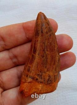 Quality Huge Carcharodontosaurus dinosaur fossil tooth African T-Rex kem kem