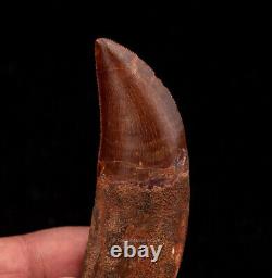 ROOTED Carcharodontosaurus Tooth not T. Rex. Theropod Dinosaur 3.58 0849