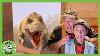 Raptor Invades Park Rangers Home T Rex Ranch Dinosaur Videos