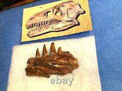 Raptor Jaw Bone Velociraptor Dromeosaur Dinosaur Fossil Jurassic Bone T-rex