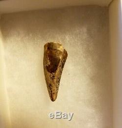 Rare Asian T-Rex Dinosaur Juvenile Tarbosaurus Bataar fossil tooth Gobi Mongolia