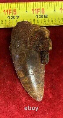 Rare Carcharodontosaurus Dinosaur Tooth T Rex Cousin 95 Mil Yrs Fossil 2 3/4