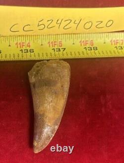 Rare Carcharodontosaurus Dinosaur Tooth T Rex Cousin 95 Mil Yrs Fossil 2 3/4