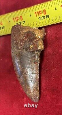 Rare Carcharodontosaurus Dinosaur Tooth T Rex Cousin 95 Mil Yrs Fossil 2 3/4