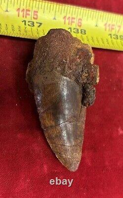 Rare Carcharodontosaurus Dinosaur Tooth T Rex Cousin 95 Mil Yrs Fossil 2 3/4