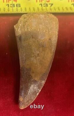 Rare Carcharodontosaurus Dinosaur Tooth T Rex Cousin 95 Mil Yrs Fossil 2 3/4