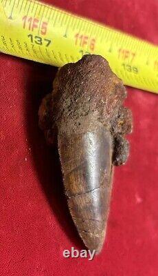 Rare Carcharodontosaurus Dinosaur Tooth T Rex Cousin 95 Mil Yrs Fossil 2 3/4