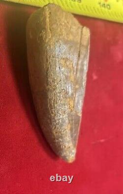 Rare Carcharodontosaurus Dinosaur Tooth T Rex Cousin 95 Mil Yrs Fossil 2 3/4