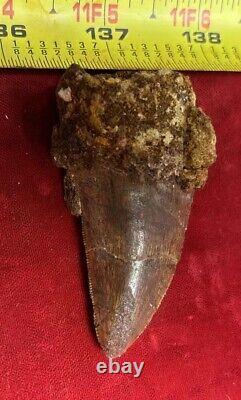 Rare Carcharodontosaurus Dinosaur Tooth T Rex Cousin 95 Mil Yrs Fossil 2 3/4