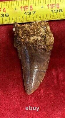 Rare Carcharodontosaurus Dinosaur Tooth T Rex Cousin 95 Mil Yrs Fossil 2 3/4