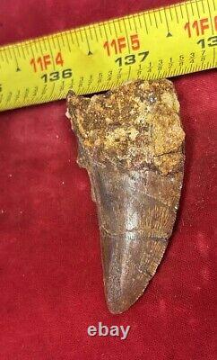 Rare Carcharodontosaurus Dinosaur Tooth T Rex Cousin 95 Mil Yrs Fossil 2 3/4