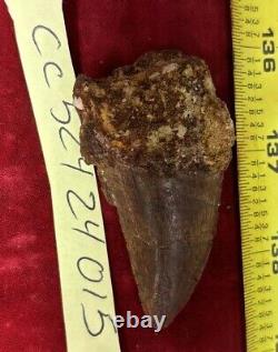 Rare Carcharodontosaurus Dinosaur Tooth T Rex Cousin 95 Mil Yrs Fossil 2 3/4