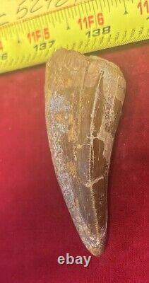 Rare Carcharodontosaurus Dinosaur Tooth T Rex Cousin 95 Mil Yrs Fossil 2 3/4