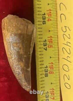 Rare Carcharodontosaurus Dinosaur Tooth T Rex Cousin 95 Mil Yrs Fossil 2 3/4