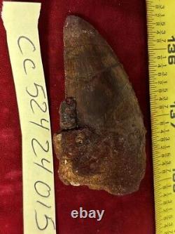 Rare Carcharodontosaurus Dinosaur Tooth T Rex Cousin 95 Mil Yrs Fossil 2 3/4