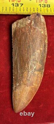 Rare Carcharodontosaurus Dinosaur Tooth T Rex Cousin 95 Mil Yrs Fossil 3 3/8