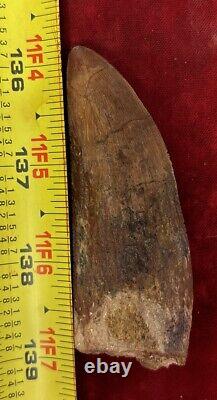 Rare Carcharodontosaurus Dinosaur Tooth T Rex Cousin 95 Mil Yrs Fossil 3 3/8