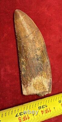 Rare Carcharodontosaurus Dinosaur Tooth T Rex Cousin 95 Mil Yrs Fossil 3 3/8