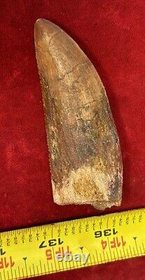 Rare Carcharodontosaurus Dinosaur Tooth T Rex Cousin 95 Mil Yrs Fossil 3 3/8