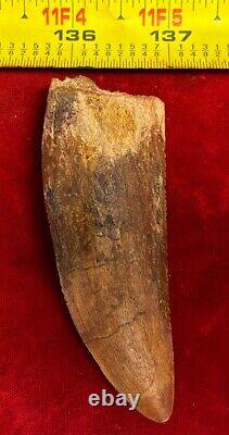 Rare Carcharodontosaurus Dinosaur Tooth T Rex Cousin 95 Mil Yrs Fossil 3 3/8