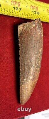 Rare Carcharodontosaurus Dinosaur Tooth T Rex Cousin 95 Mil Yrs Fossil 3 3/8