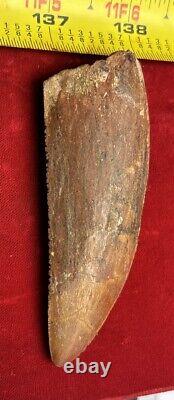 Rare Carcharodontosaurus Dinosaur Tooth T Rex Cousin 95 Mil Yrs Fossil 3 3/8