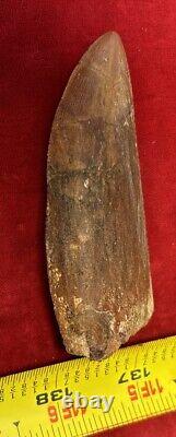 Rare Carcharodontosaurus Dinosaur Tooth T Rex Cousin 95 Mil Yrs Fossil 3 3/8