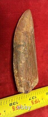 Rare Carcharodontosaurus Dinosaur Tooth T Rex Cousin 95 Mil Yrs Fossil 3 3/8