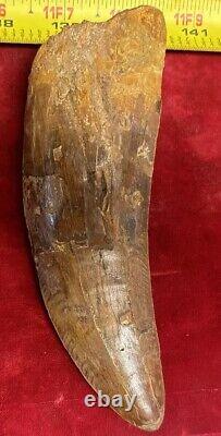 Rare Carcharodontosaurus Dinosaur Tooth T Rex Cousin 95 Mil Yrs Fossil 5 1/2