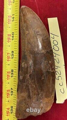 Rare Carcharodontosaurus Dinosaur Tooth T Rex Cousin 95 Mil Yrs Fossil 5 1/2