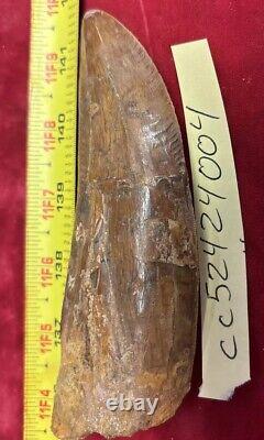 Rare Carcharodontosaurus Dinosaur Tooth T Rex Cousin 95 Mil Yrs Fossil 5 1/2