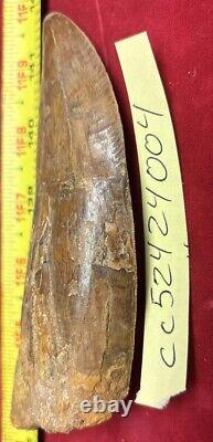 Rare Carcharodontosaurus Dinosaur Tooth T Rex Cousin 95 Mil Yrs Fossil 5 1/2