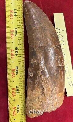 Rare Carcharodontosaurus Dinosaur Tooth T Rex Cousin 95 Mil Yrs Fossil 5 1/2