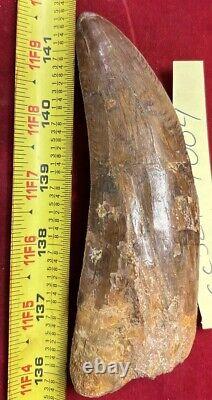 Rare Carcharodontosaurus Dinosaur Tooth T Rex Cousin 95 Mil Yrs Fossil 5 1/2