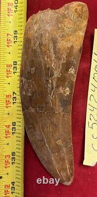 Rare Carcharodontosaurus Dinosaur Tooth T Rex Cousin 95 Mil Yrs Fossil 5 1/2