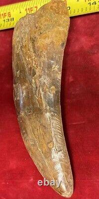 Rare Carcharodontosaurus Dinosaur Tooth T Rex Cousin 95 Mil Yrs Fossil 5 1/2