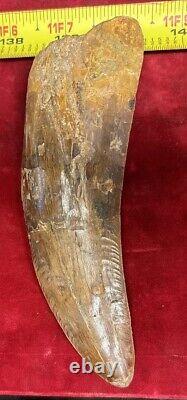 Rare Carcharodontosaurus Dinosaur Tooth T Rex Cousin 95 Mil Yrs Fossil 5 1/2