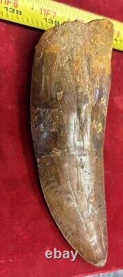 Rare Carcharodontosaurus Dinosaur Tooth T Rex Cousin 95 Mil Yrs Fossil 5 1/2