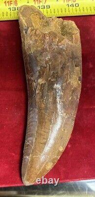 Rare Carcharodontosaurus Dinosaur Tooth T Rex Cousin 95 Mil Yrs Fossil 5 1/2