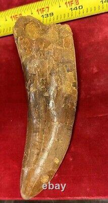 Rare Carcharodontosaurus Dinosaur Tooth T Rex Cousin 95 Mil Yrs Fossil 5 1/2