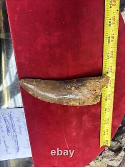 Rare Carcharodontosaurus Dinosaur Tooth T Rex Cousin 95 Mil Yrs Fossil 5 1/2