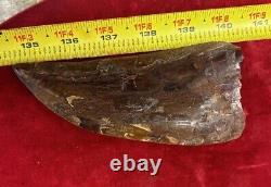 Rare Carcharodontosaurus Dinosaur Tooth T Rex Cousin 95 Mil Yrs Fossil 5 1/2