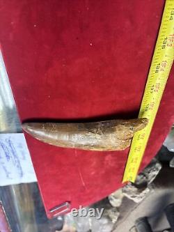 Rare Carcharodontosaurus Dinosaur Tooth T Rex Cousin 95 Mil Yrs Fossil 5 1/2